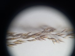 Agrostis dyeri