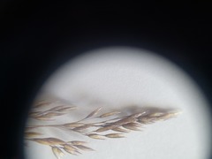 Agrostis dyeri