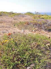 Ceanothus hearstiorum