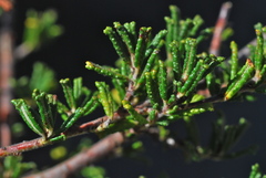 Ceanothus hearstiorum