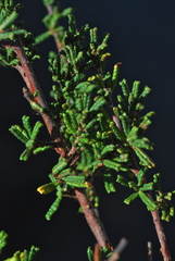 Ceanothus hearstiorum