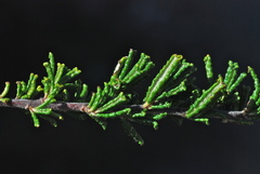 Ceanothus hearstiorum
