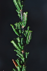 Ceanothus hearstiorum