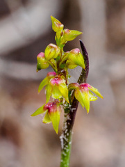 Genoplesium pumilum