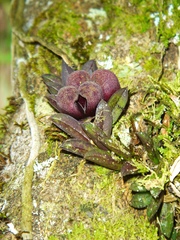 Acianthera bragae