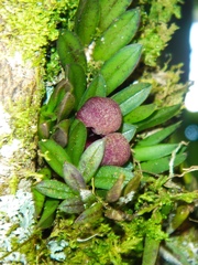 Acianthera bragae