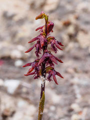 Genoplesium morrisii