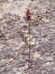 Genoplesium morrisii