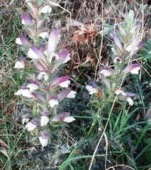 Acanthus spinosus