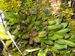 Acianthera bragae