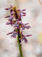 Genoplesium morrisii