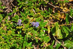 Ceanothus hearstiorum