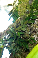 Acianthera bragae