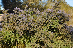 Ceanothus impressus nipomensis