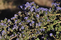 Ceanothus impressus nipomensis