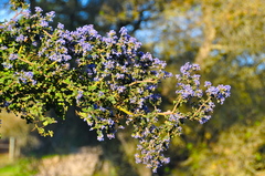 Ceanothus impressus nipomensis