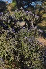 Ceanothus impressus nipomensis