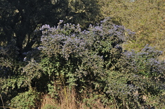 Ceanothus impressus nipomensis