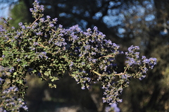 Ceanothus impressus nipomensis