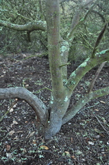 Ceanothus impressus nipomensis