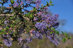 Ceanothus impressus nipomensis