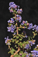 Ceanothus impressus nipomensis