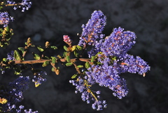 Ceanothus impressus nipomensis