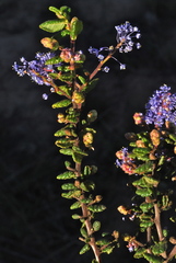 Ceanothus impressus nipomensis