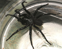 Hadronyche macquariensis