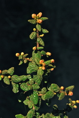 Ceanothus impressus nipomensis