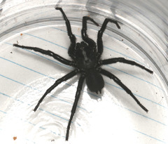 Hadronyche macquariensis