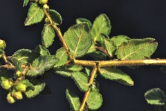 Ceanothus impressus nipomensis