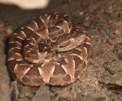Bothrops diporus