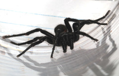 Hadronyche macquariensis