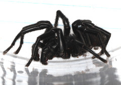 Hadronyche macquariensis