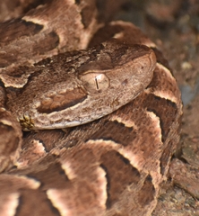 Bothrops diporus