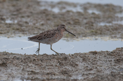 Limnodromus griseus griseus