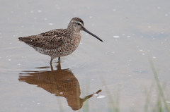 Limnodromus griseus griseus