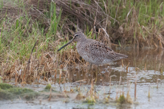 Limnodromus griseus griseus