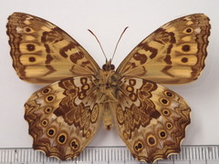 Neope niphonica