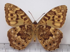 Neope niphonica