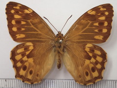 Neope niphonica