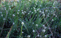 Calocephalus lacteus