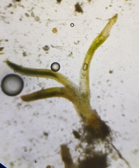 Aloina aloides