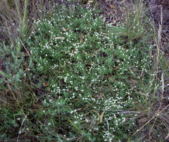 Calocephalus lacteus