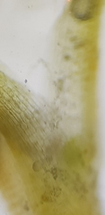 Aloina aloides