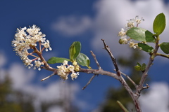 Ceanothus martini