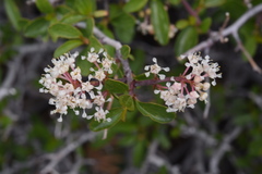Ceanothus martini