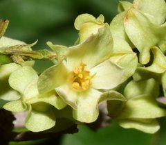 Antigonon flavescens