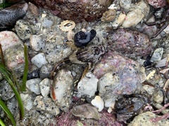 Oligocottus rubellio